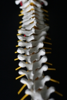 The Human Spine